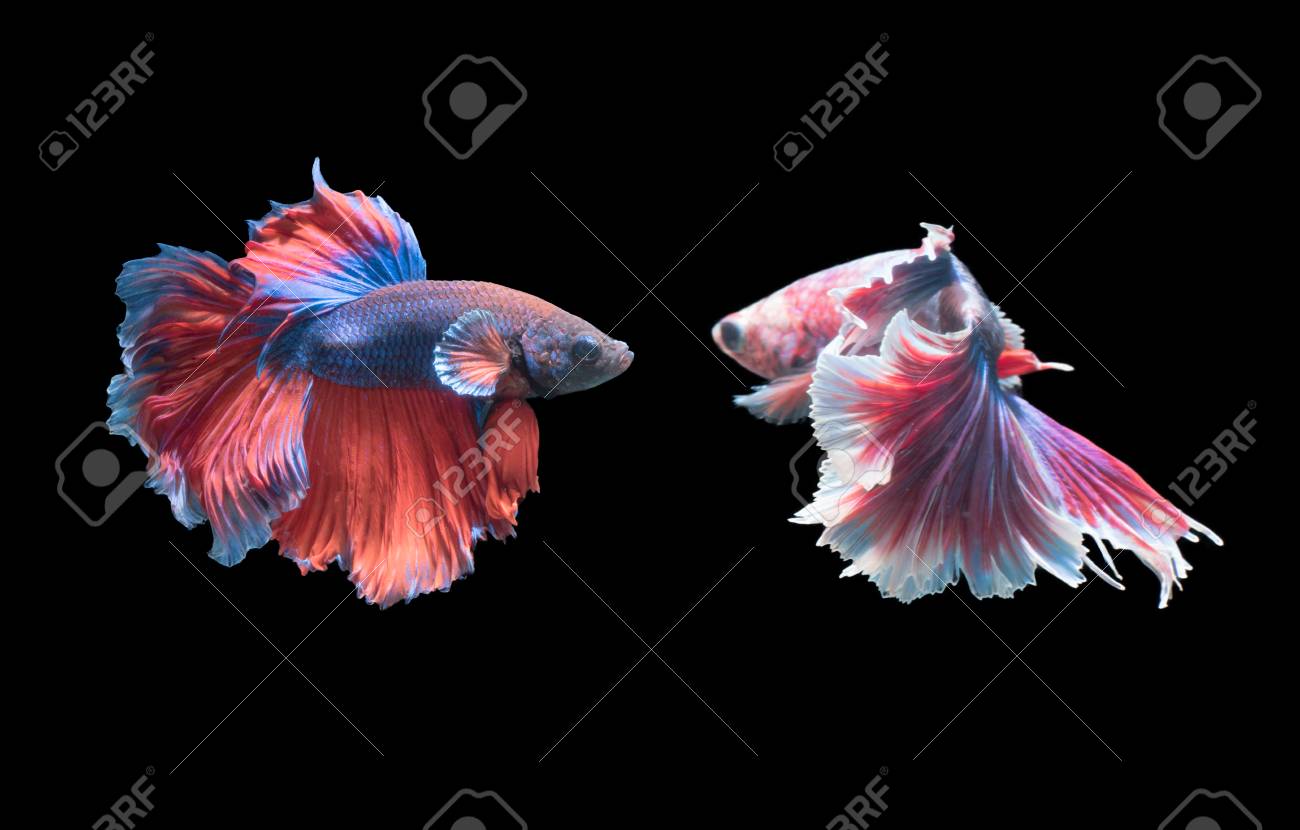 two betta fish fighting