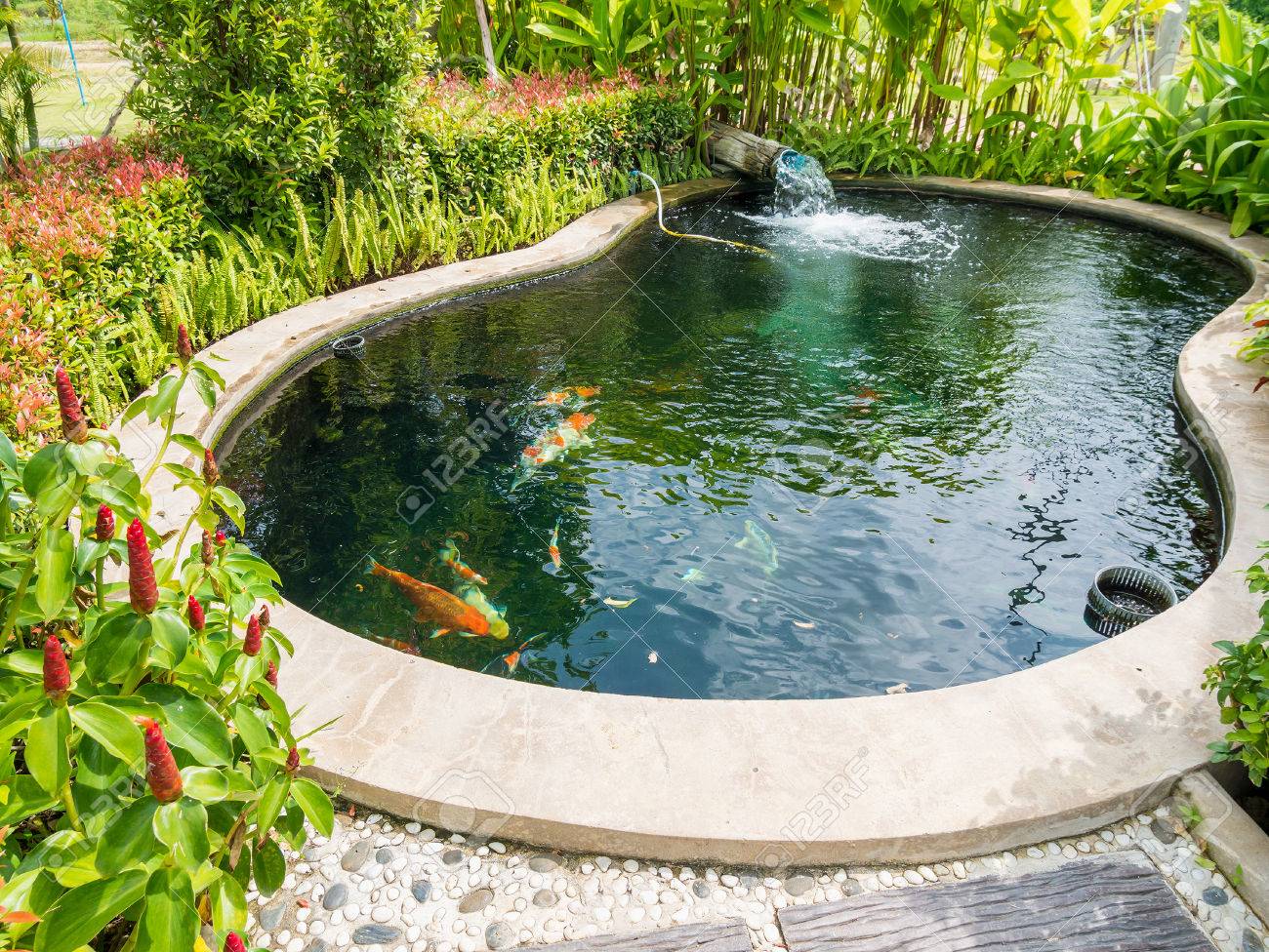 Koi Pond