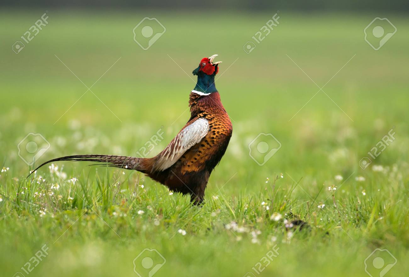 Ringneck Pheasant (Phasianus colchicus) - 57975810 Ringneck Pheasant (Phasianus colchicus) - 57975810