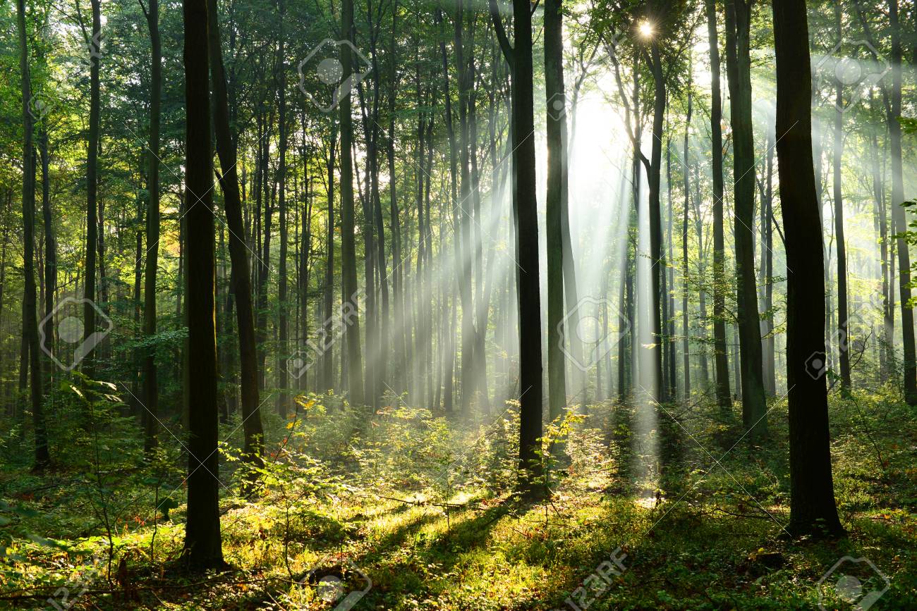 Morning In The Forest Stock Photo Picture And Royalty Free Image Image