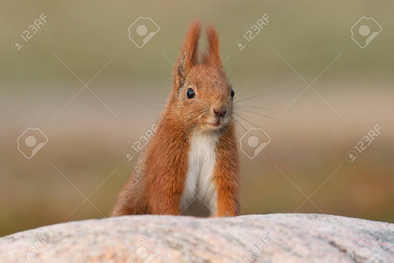キタリス エゾリス尋常性 の写真素材 画像素材 Image