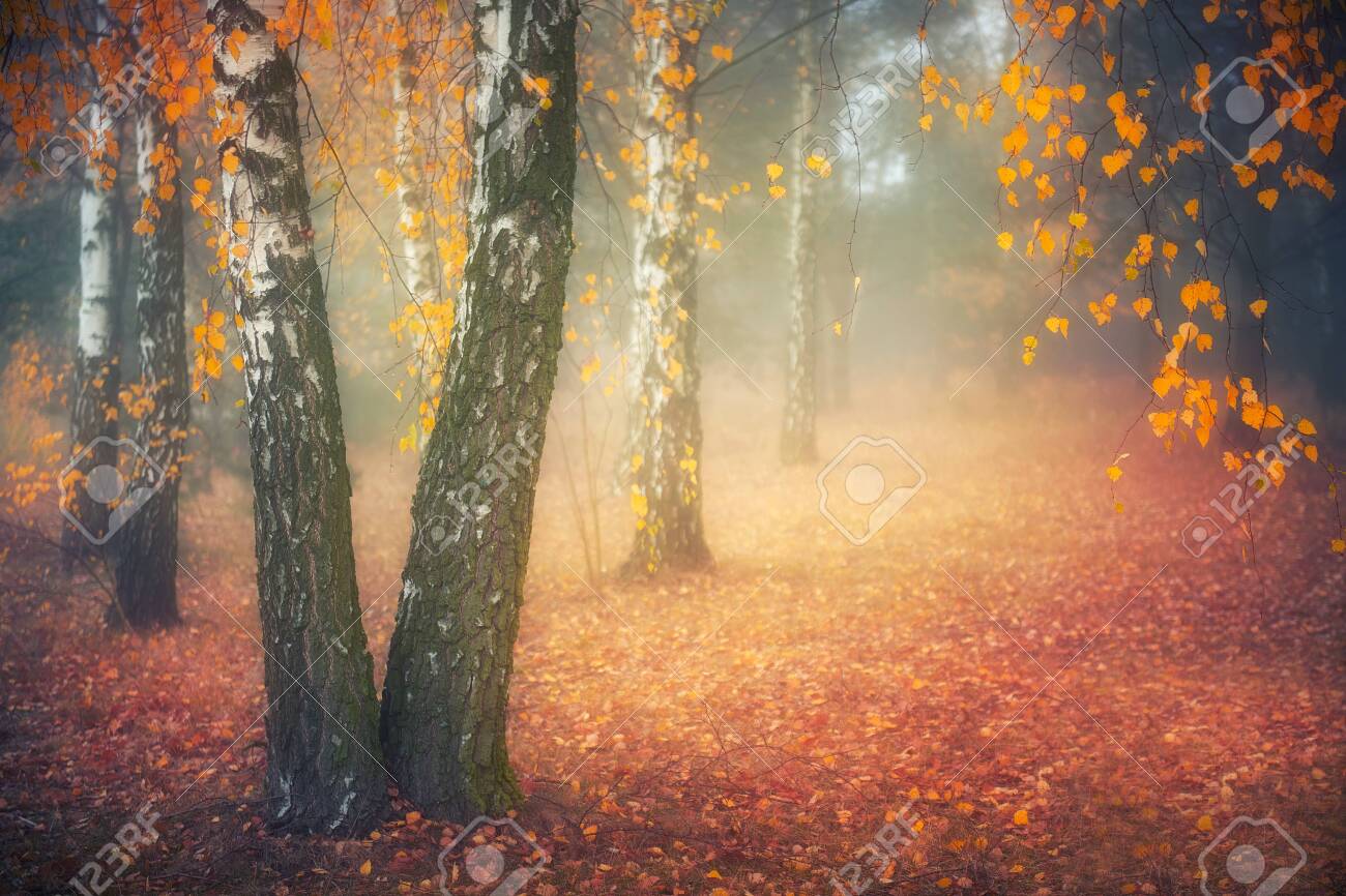 Misty morning in autumn birch forest - 140115075 Misty morning in autumn birch forest - 140115075
