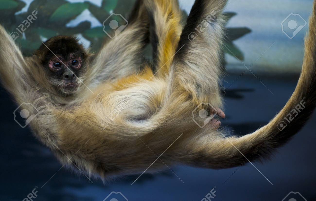 etiam-dictum-ipsum-a-felis