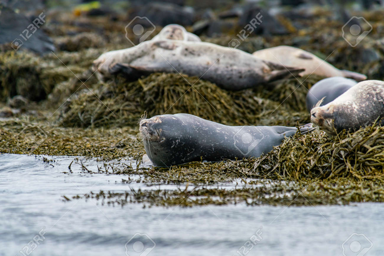 아이슬란드 서부 스나이펠스네스 반도의 이트리 퉁가 해변에서 일광욕을 하고 있는 물개 바다사자 로열티 무료 사진, 그림, 이미지 그리고  스톡포토그래피. Image 168326934
