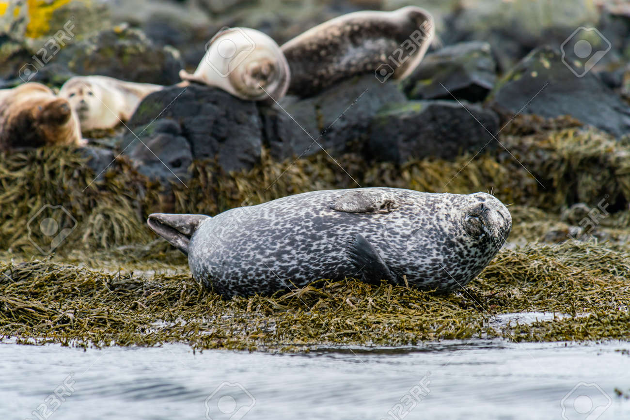 아이슬란드 서부 스나이펠스네스 반도의 이트리 퉁가 해변에서 일광욕을 하고 있는 물개 바다사자 로열티 무료 사진, 그림, 이미지 그리고  스톡포토그래피. Image 169327868