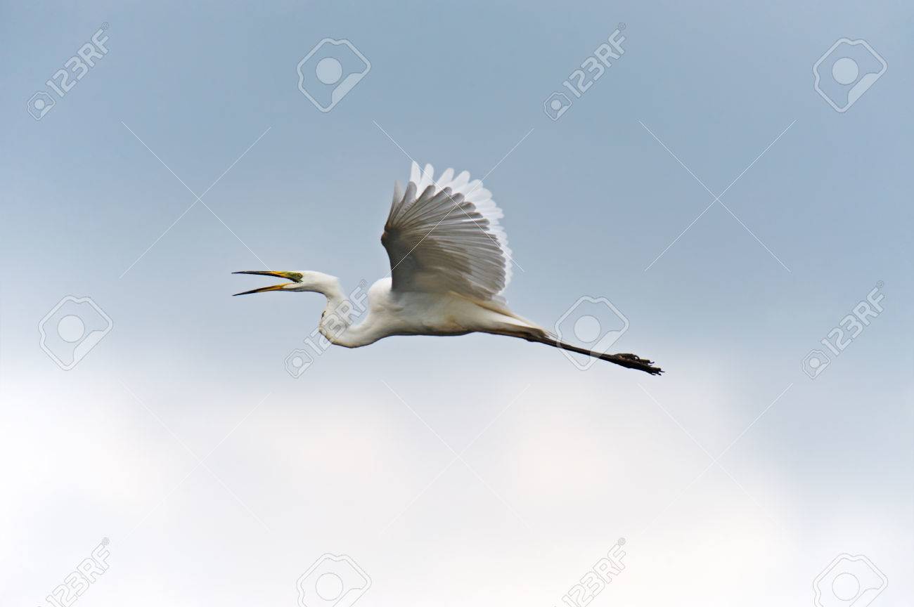 鳥のいる空 | 沢野 ひとし |本 | 通販 | Amazon