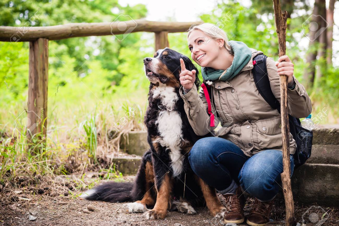bernese mountain dog backpack
