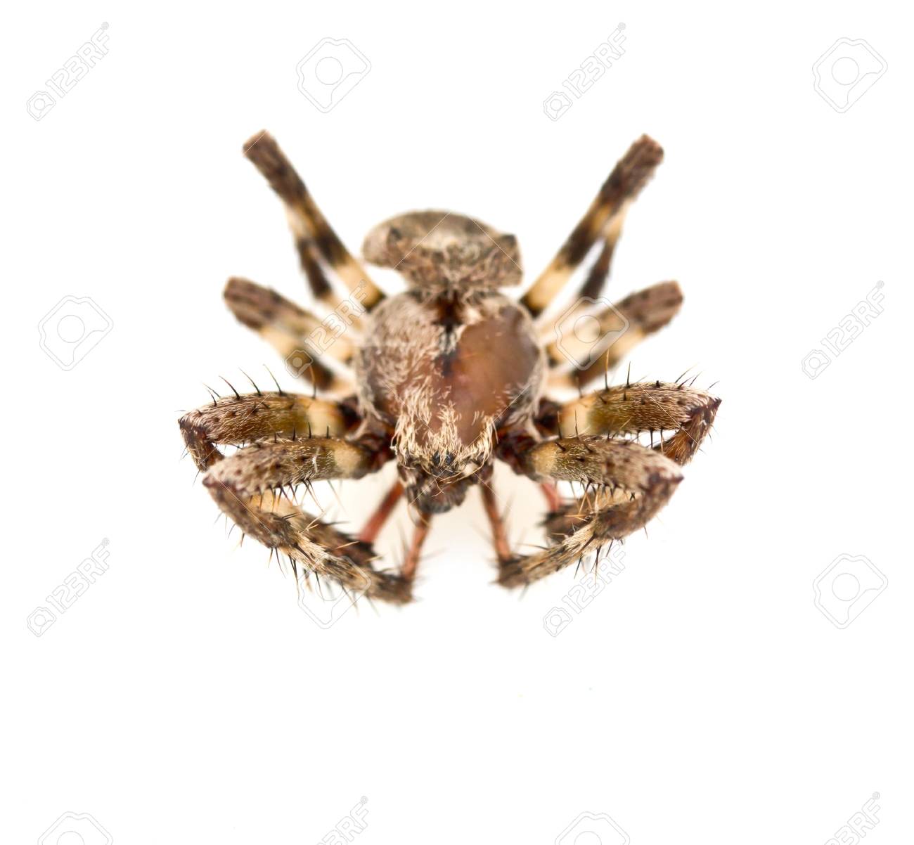 etiam-dictum-ipsum-a-felis