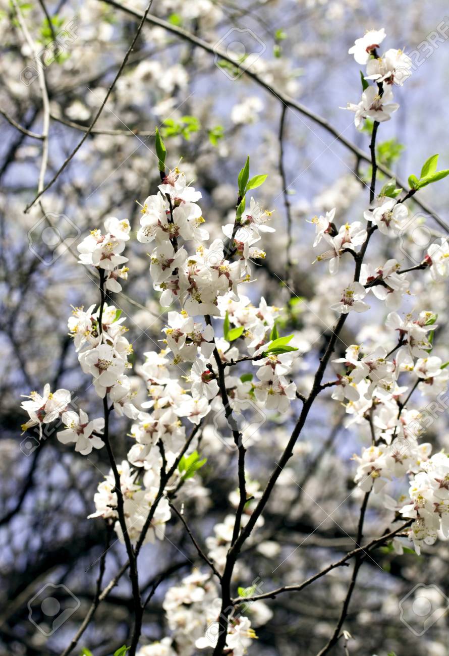 アンズの花 木 花 アプリコット 空 青 果物 植物 白い花 の写真素材 画像素材 Image