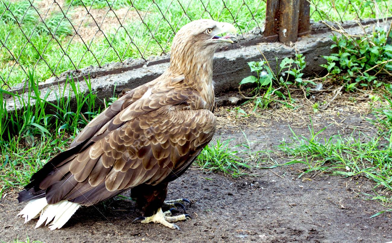 The Young Golden Eagle At The Zoo