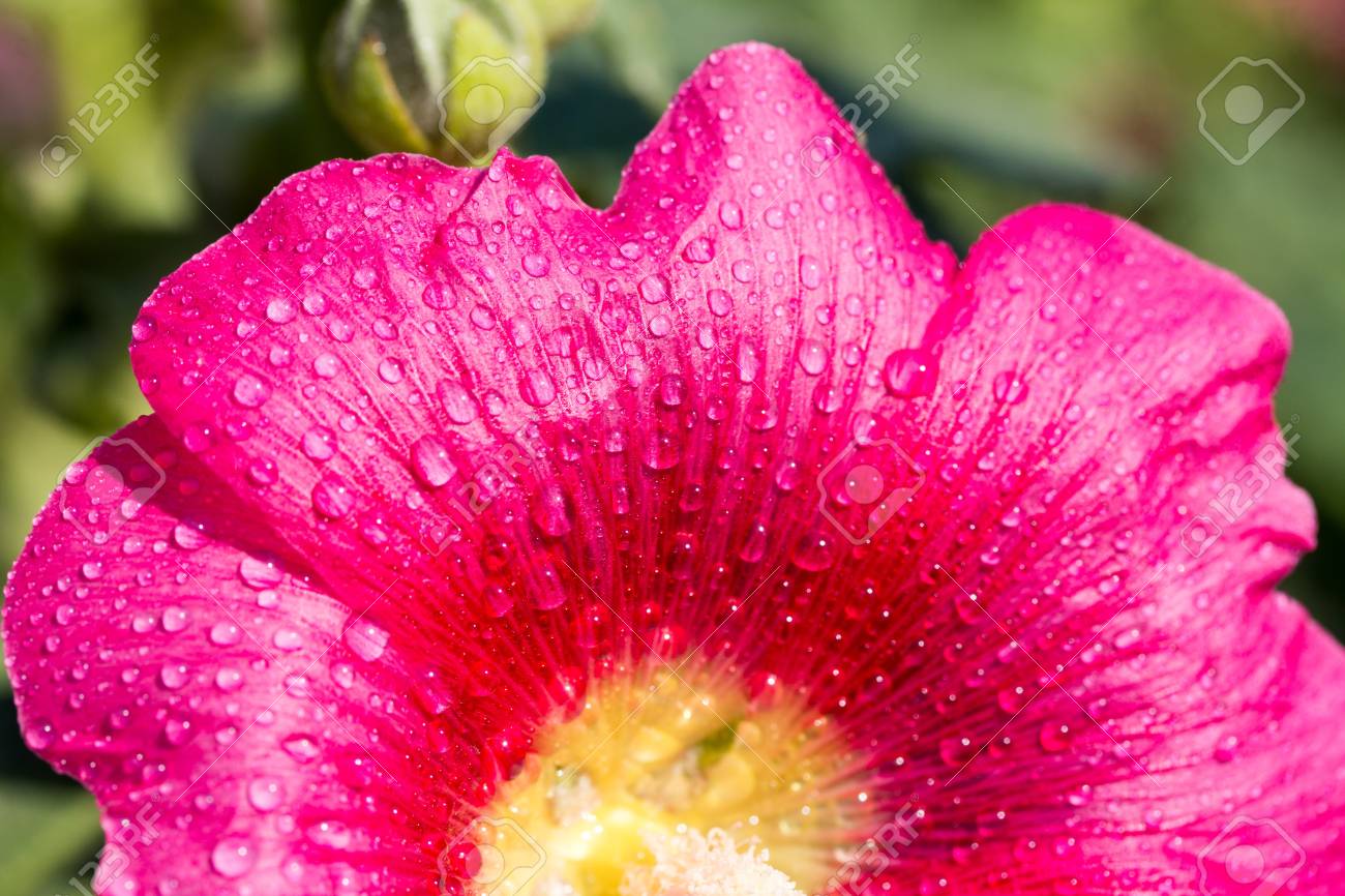 デスクトップ用の壁紙です 花アオイ科の植物のクローズ アップを水滴します の写真素材 画像素材 Image