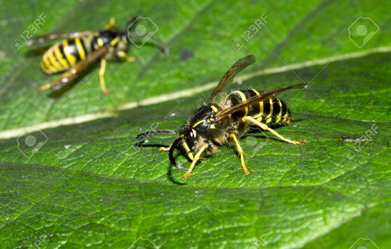 緑の葉クローズ アップに野生のヨーロッパ キアシナガバチが座っています の写真素材 画像素材 Image