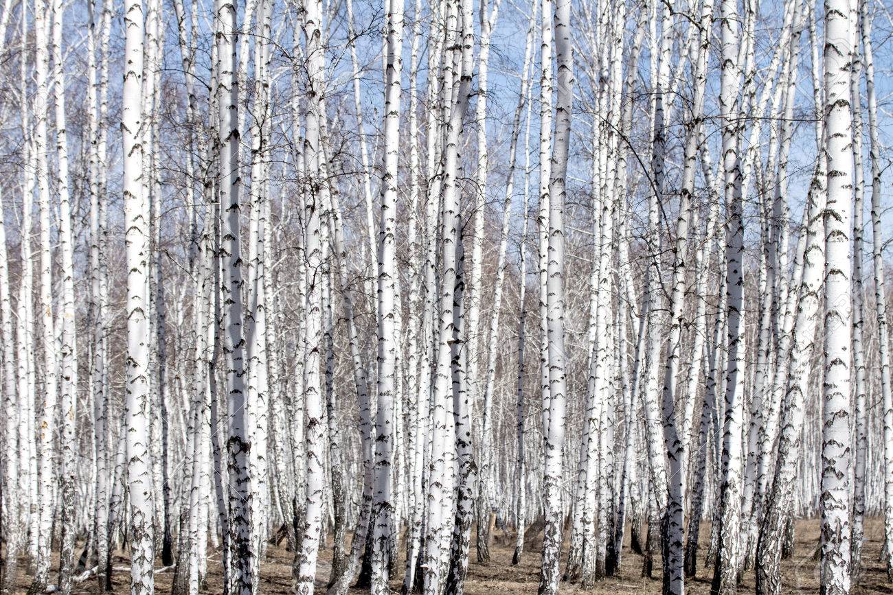 早春の白樺の木 の写真素材 画像素材 Image