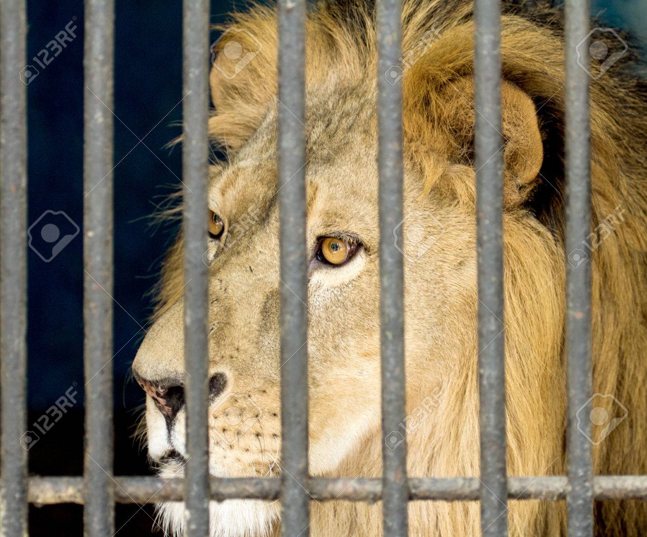 檻の中のライオン の写真素材 画像素材 Image