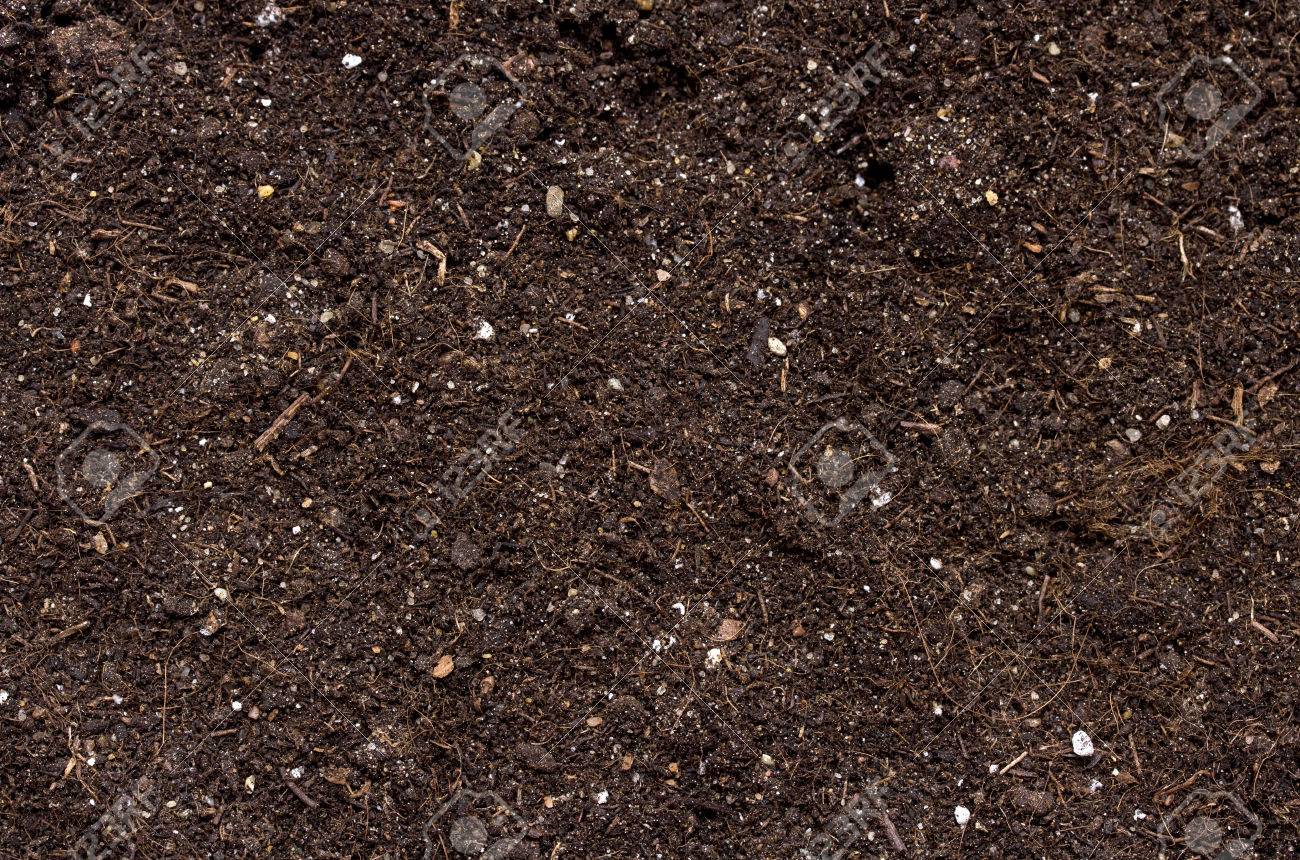 白い背景に分離された植物のための土の山 の写真素材 画像素材 Image