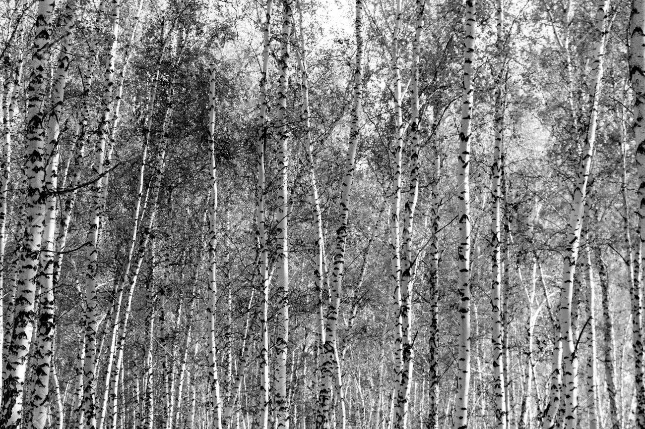 46212840-birch-trees-without-leaves-in-black-and-white.jpg