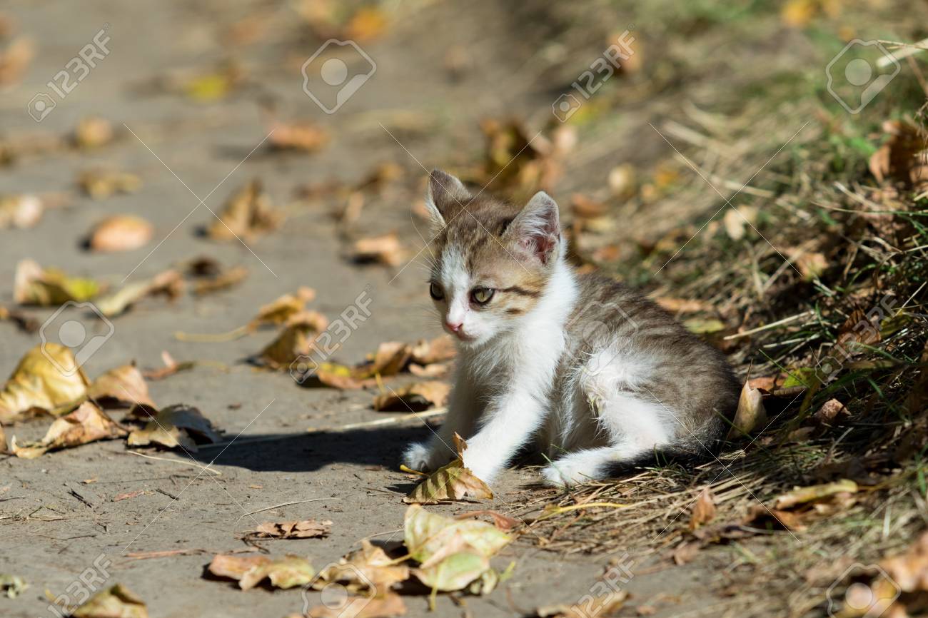 nature kitten