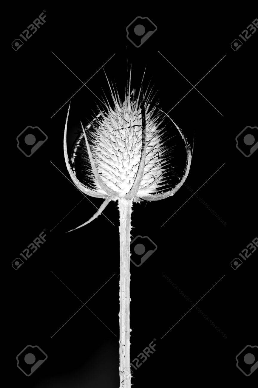 dry spike on black