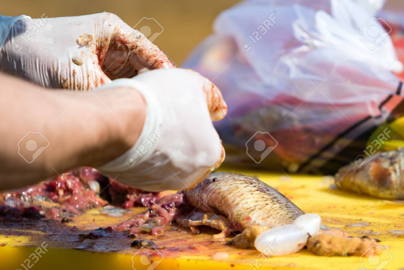 カット デフォーカスの手袋で魚をさばく の写真素材 画像素材 Image