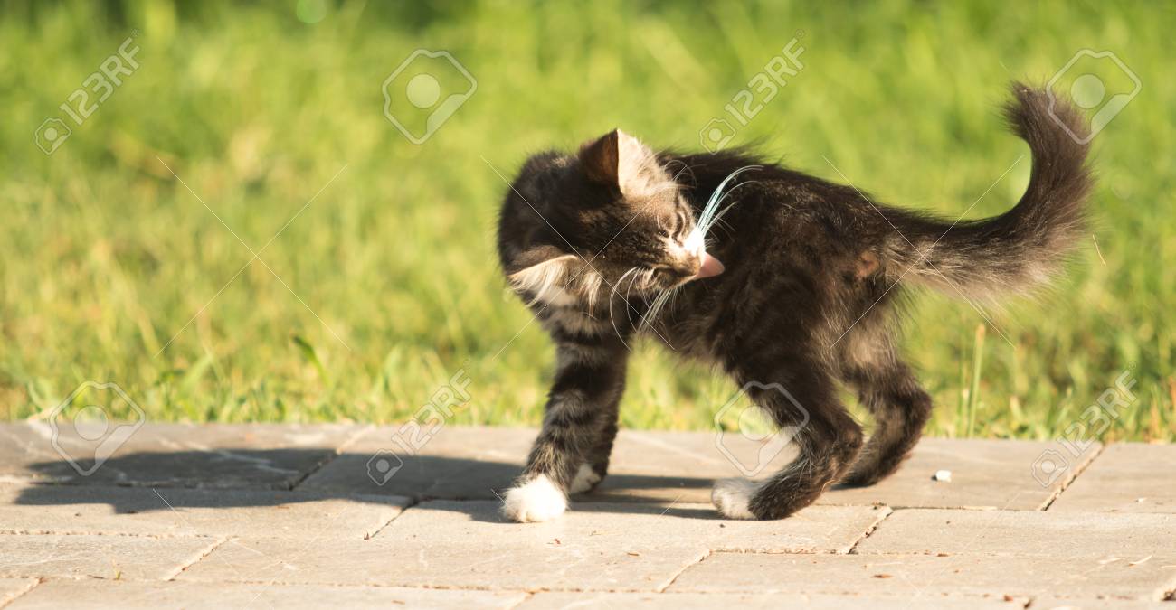 etiam-dictum-ipsum-a-felis