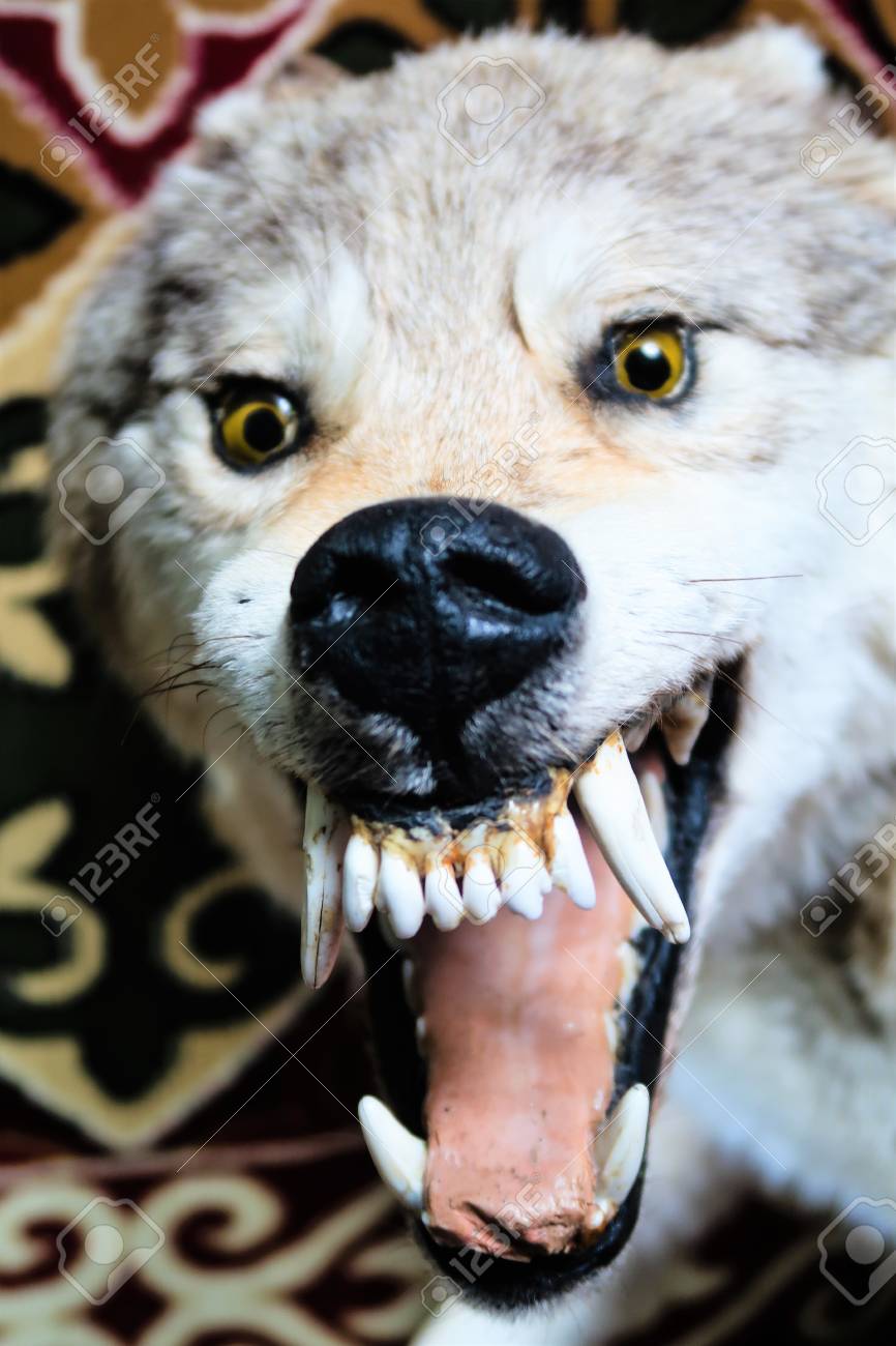 Close Up Of A Wolf S Teeth Stock Photo Picture And Royalty Free Image Image 99564780