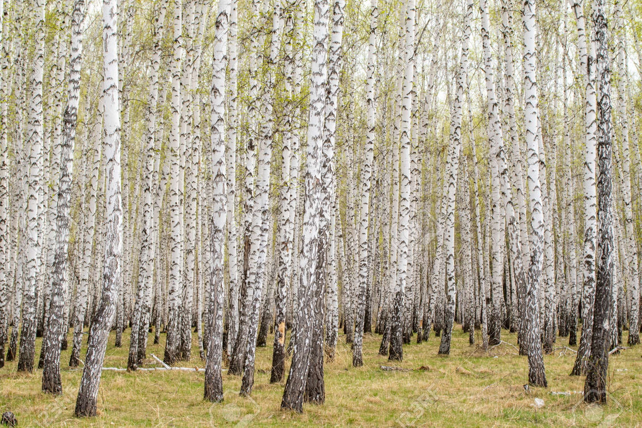 Березовая роща иркутск. Береза обыкновенная (betula alba). Как найти березовую рощу. Березовая роща бишкек. Березовая роща череповец.