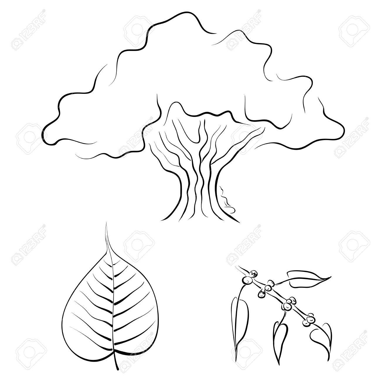 Bodhi Tree Or Ficus Religiosa Hand Drawn Vector Illustration Royalty Free Cliparts Vectors And Stock Illustration Image