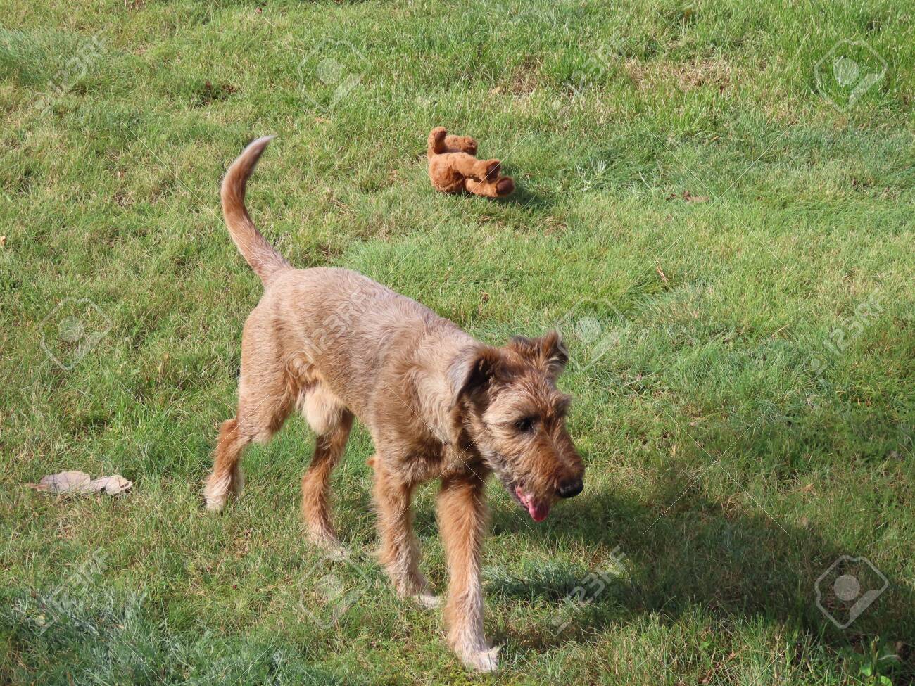 terrier teddy bear dog