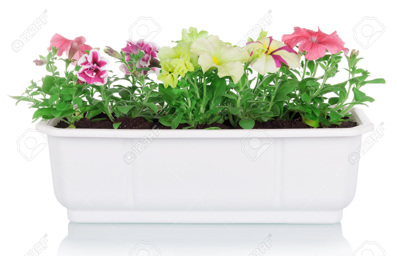Flowerpot with multicolored petunia plants isolated on white background - 170118291 Flowerpot with multicolored petunia plants isolated on white background - 170118291
