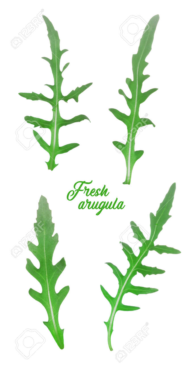 Beautiful set of fresh arugula leaves isolated on white background - 170118290 Beautiful set of fresh arugula leaves isolated on white background - 170118290