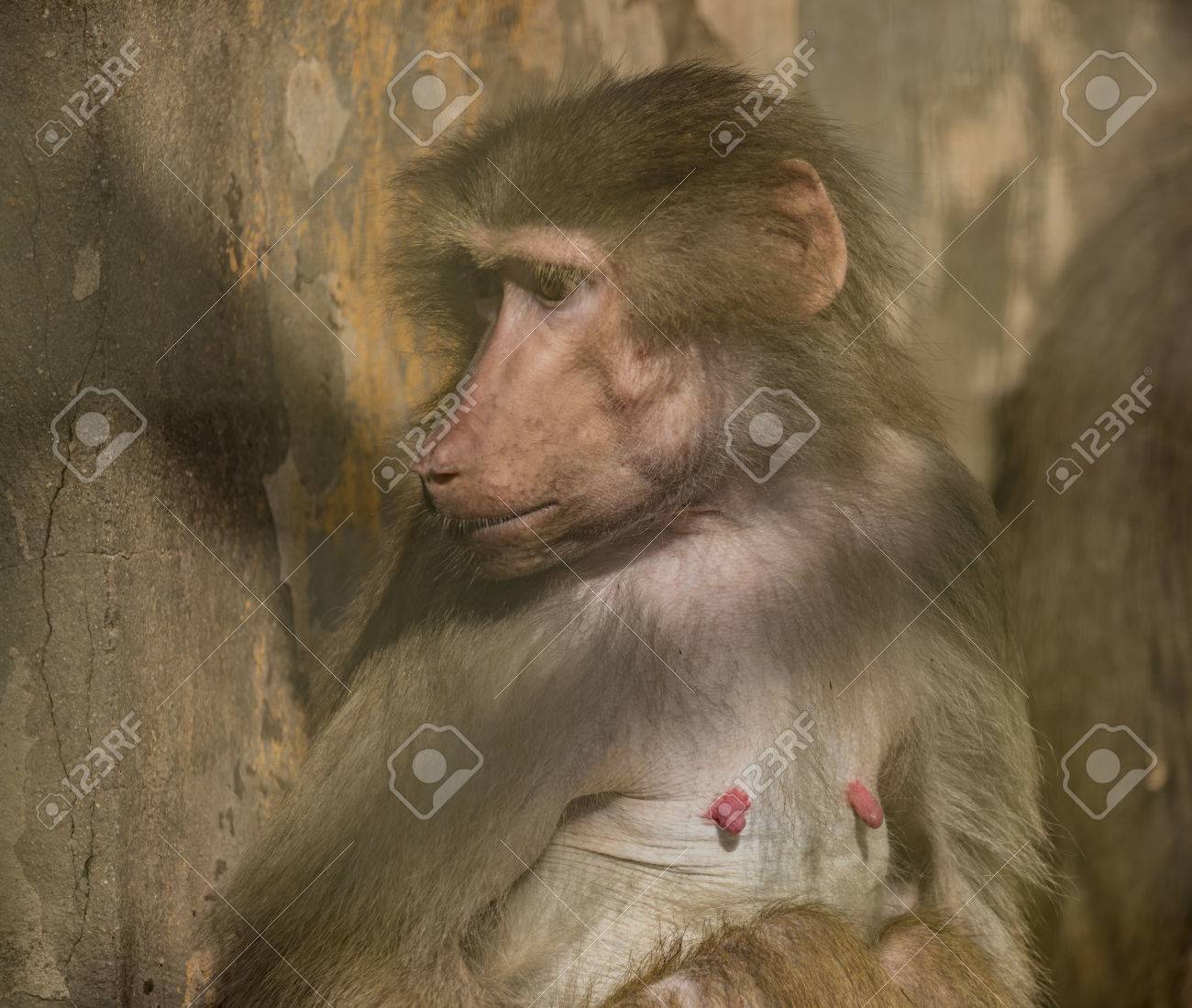 etiam-dictum-ipsum-a-felis