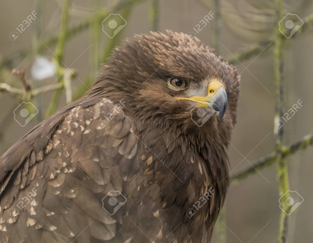 Golden Eagle In Zoo Liberec City In Winter