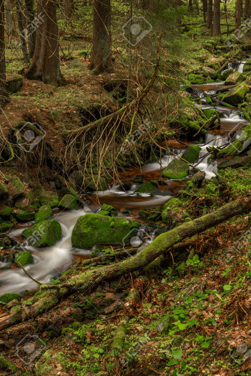 Skrivan color creek in Krusne mountains in spring morning after cold rain - 170005008 Skrivan color creek in Krusne mountains in spring morning after cold rain - 170005008