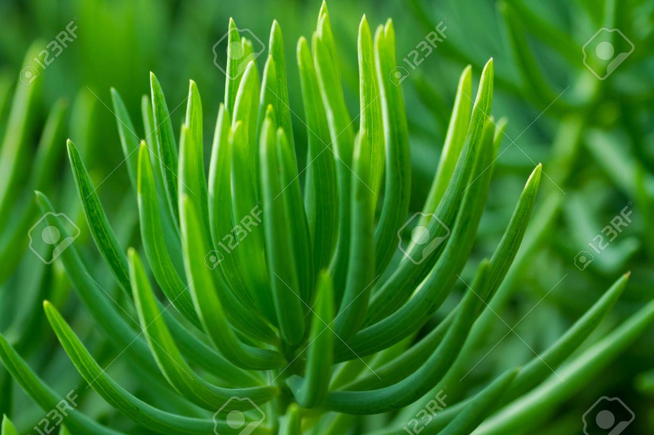 Closeup Of A Succulent Plant With Stick Like Foliage Stock Photo Picture And Royalty Free Image Image 24140538