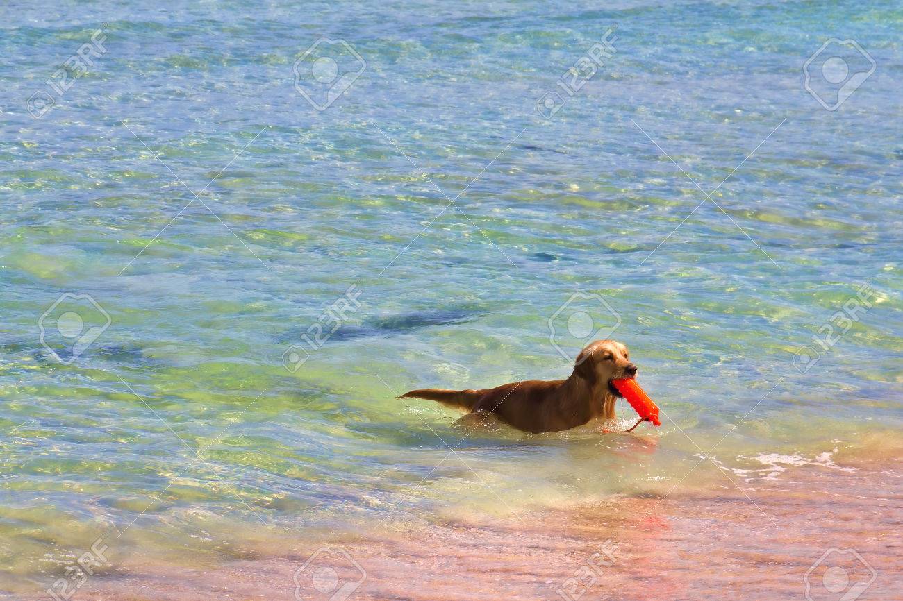 golden retriever water bottle