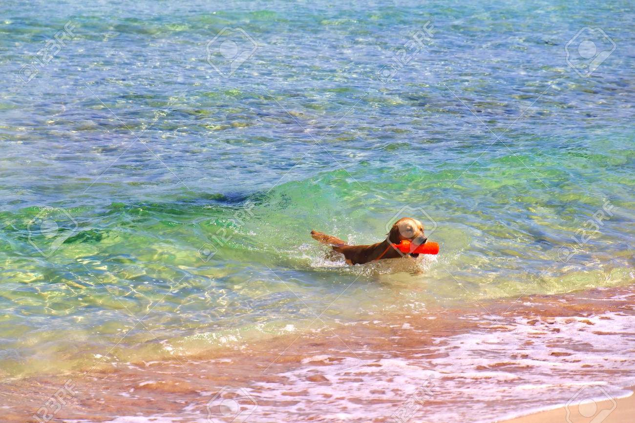 golden retriever water bottle