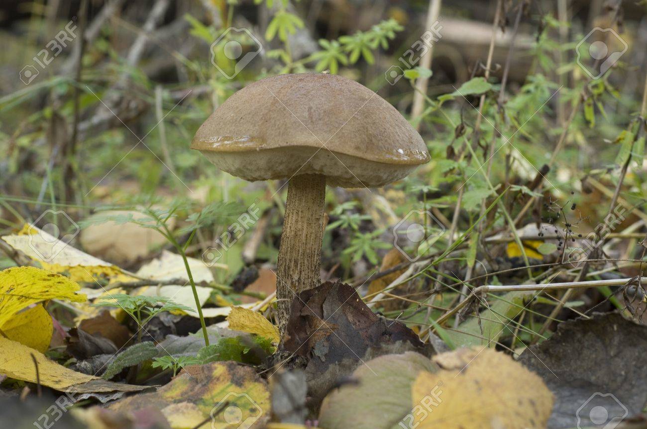 秋の森白樺きのこ Edeble キノコ の写真素材 画像素材 Image