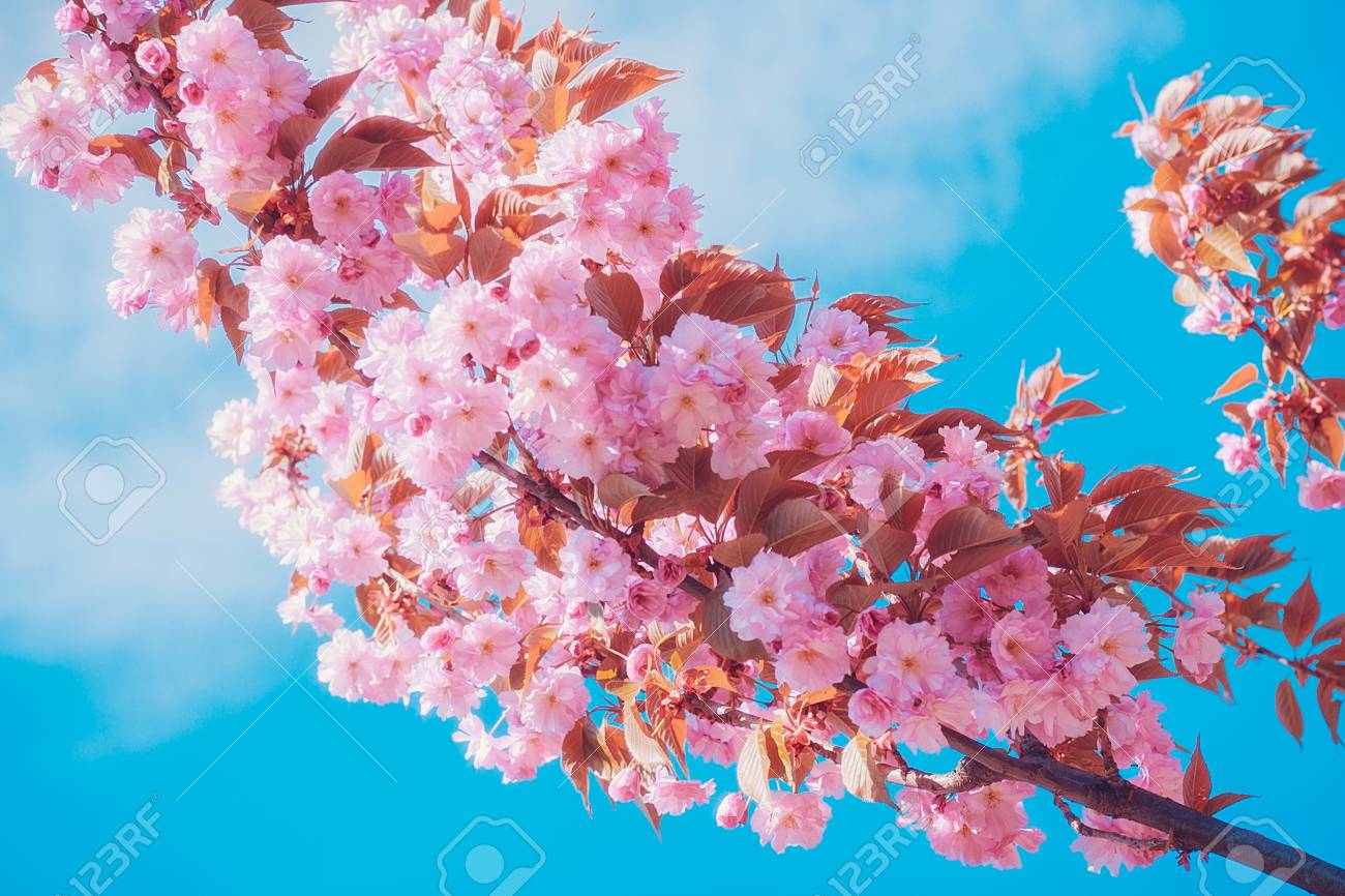 さくらの花が咲きます 美しいピンクの桜青い空を背景 の写真素材 画像素材 Image さくらの花が咲きます 美しいピンクの桜青い空を背景 の写真素材 画像素材 Image