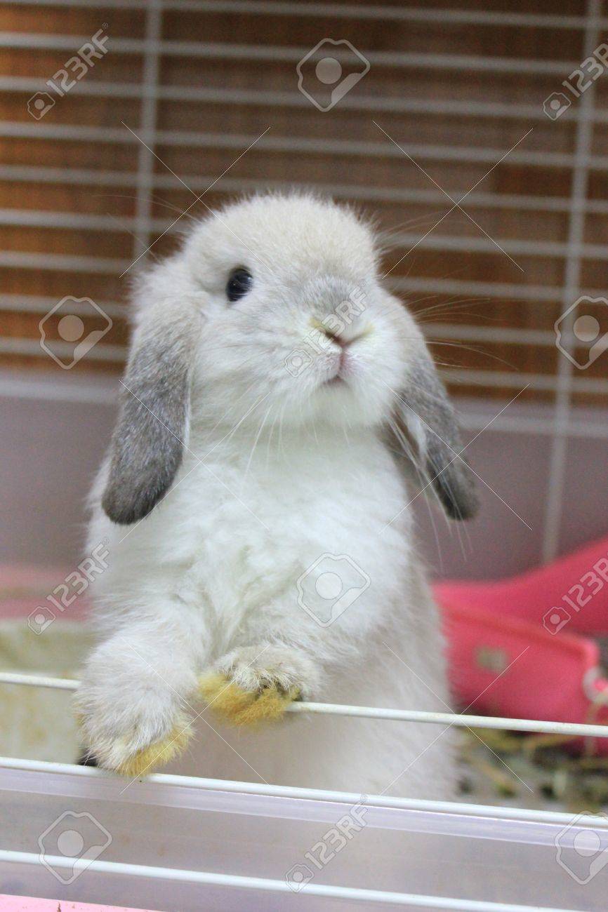 Bebe Lapin Banque D Images Et Photos Libres De Droits Image
