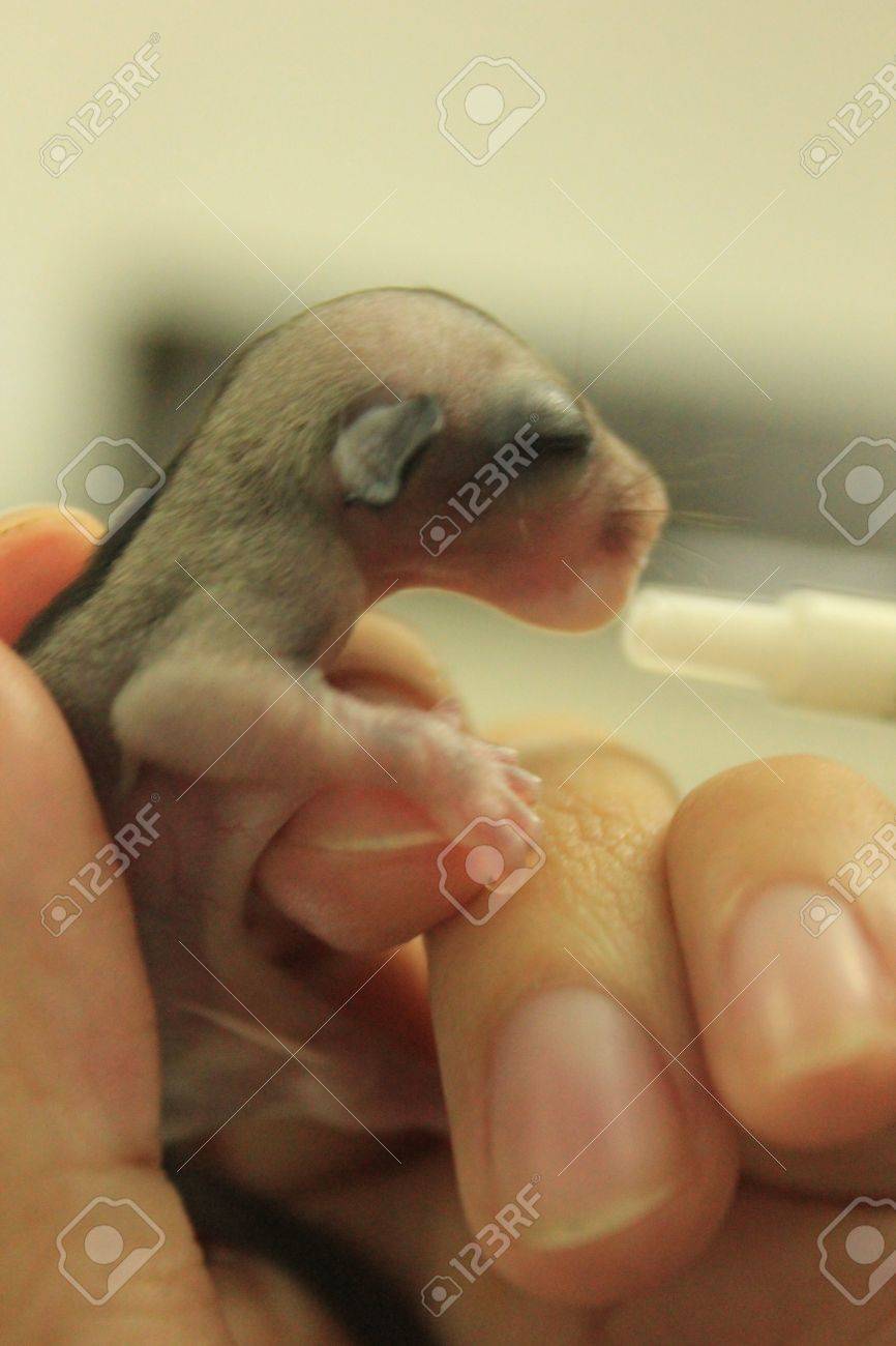 sugar glider milk