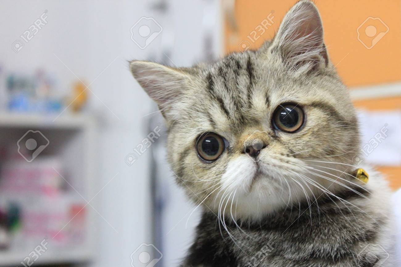 Exotic Short Hair Cat Stock Photo Picture And Royalty Free Image