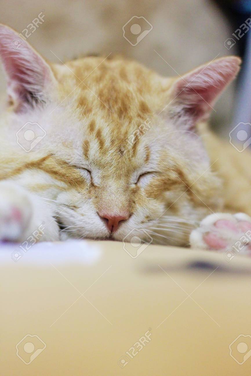 etiam-dictum-ipsum-a-felis