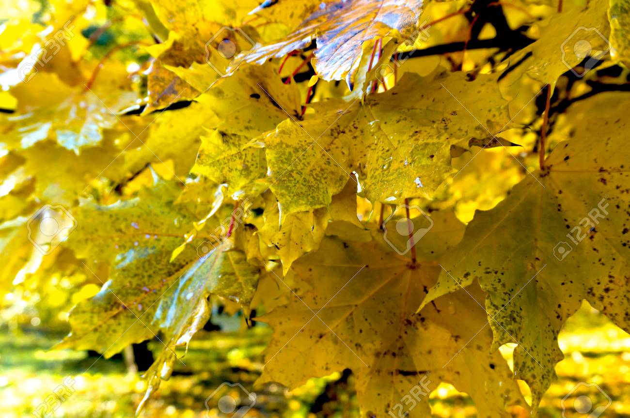 Herbst Im Park Herbstwald Gelbe Und Rote Blatter Auf Baumen Im Herbst Lizenzfreie Fotos Bilder Und Stock Fotografie Image