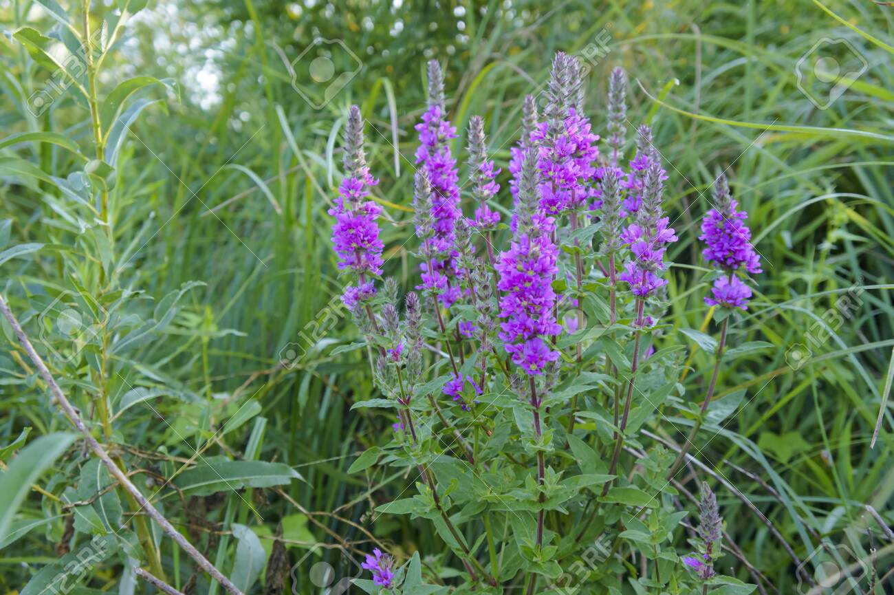 イワン茶植物 開花フィールドヒノキ ロシアの有用なハーブ の写真素材 画像素材 Image