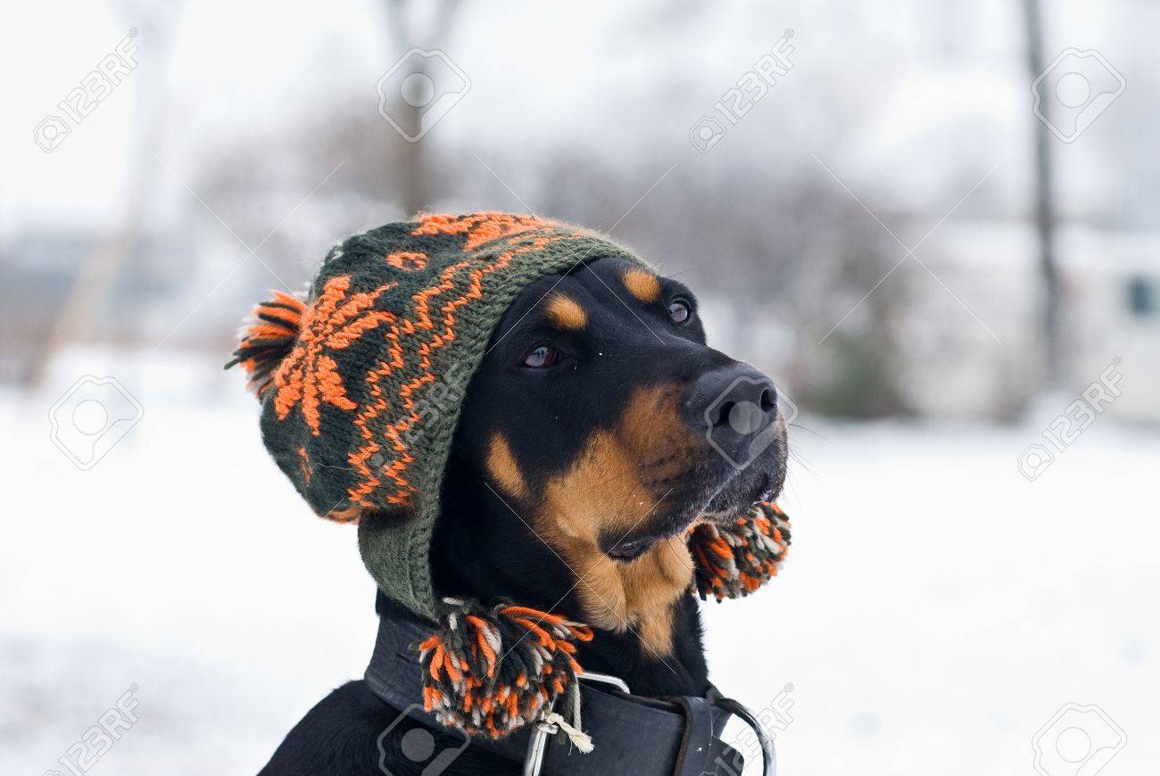 doberman winter hat