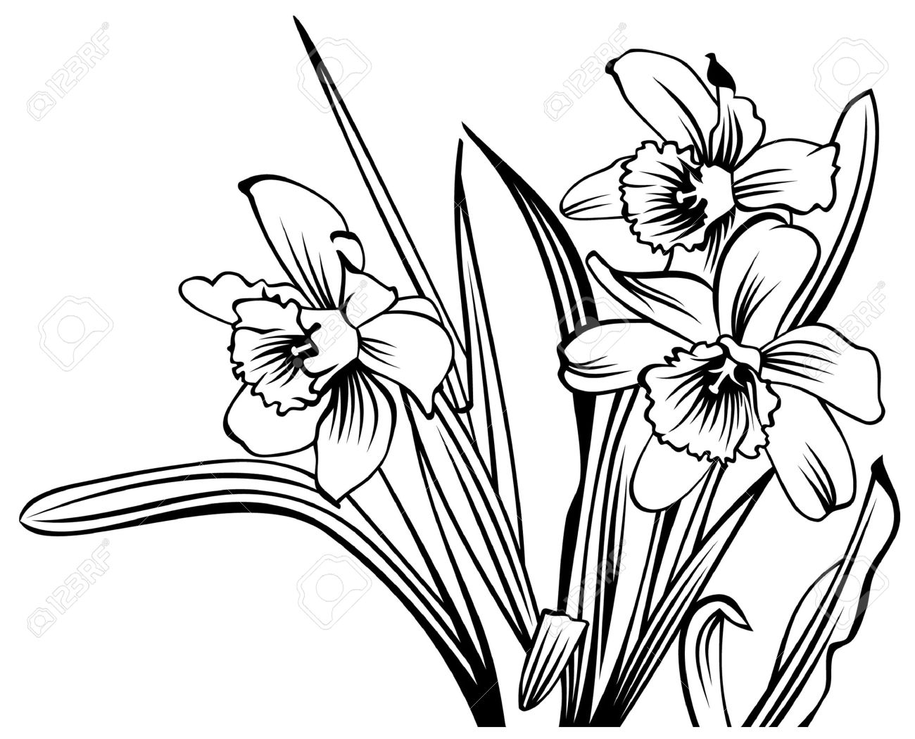 水仙の花 水彩画 黒いフレーム 水仙の花 水彩画 黒いフレーム 水仙の花 水彩画 黒いフレーム 水彩の