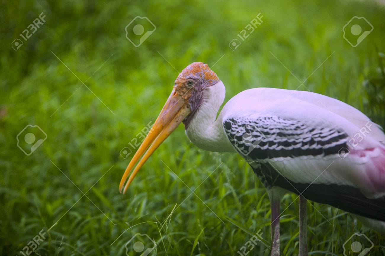 魚を食べる鳥 の写真素材 画像素材 Image 魚を食べる鳥 の写真素材 画像素材 Image
