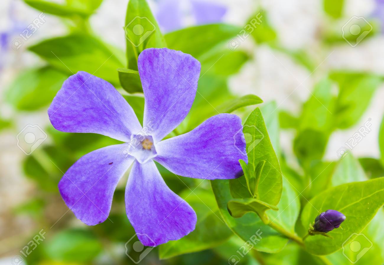 紫の花のつる の写真素材 画像素材 Image 紫の花のつる の写真素材 画像素材 Image