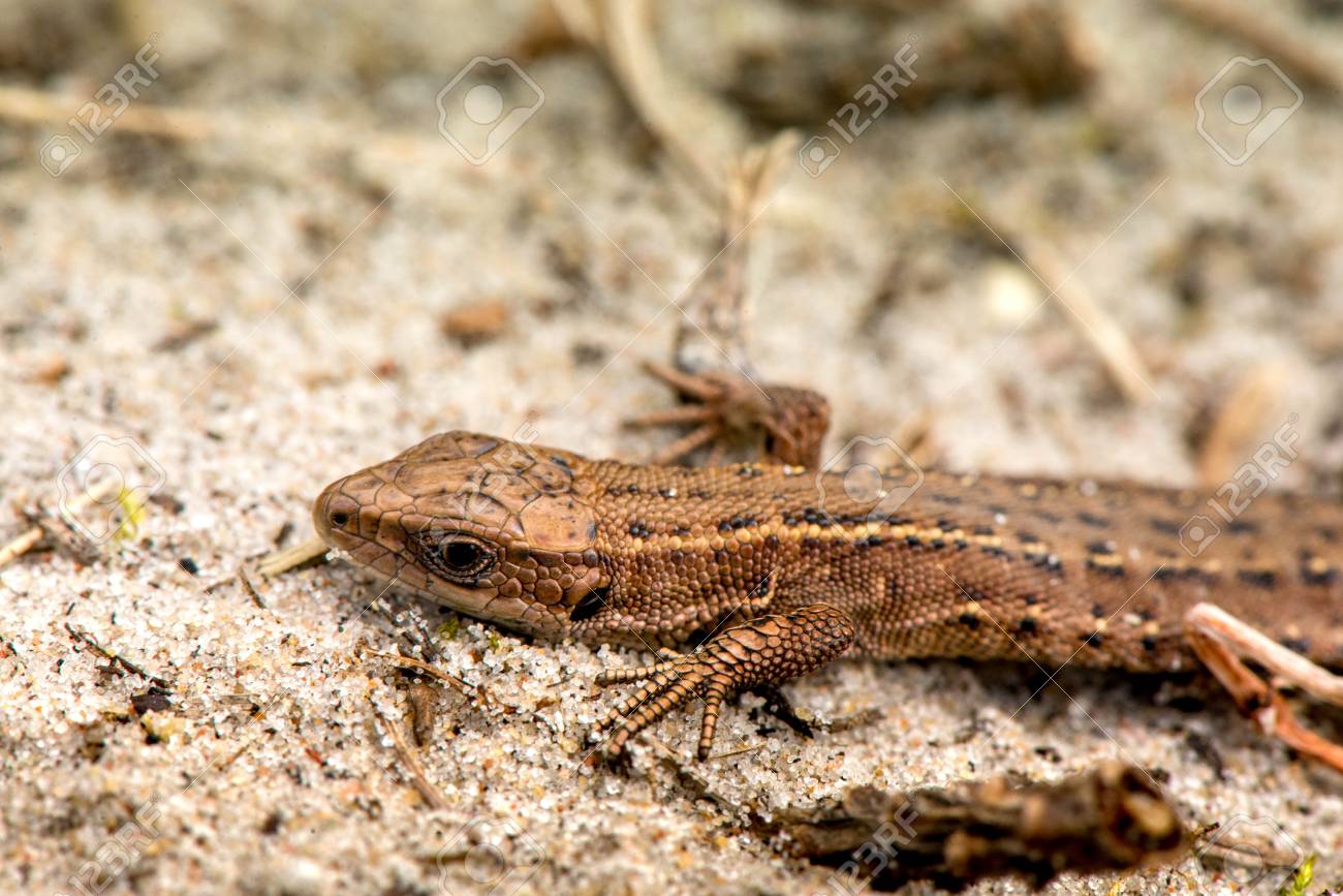 トカゲのマクロ撮影 春の初め 自然の目覚めです 最初の太陽の光を求めて 森から出てくる爬虫類 動物 野生動物 恐竜 ワニ ヘビ 夏 春 秋のシーン の写真素材 画像素材 Image