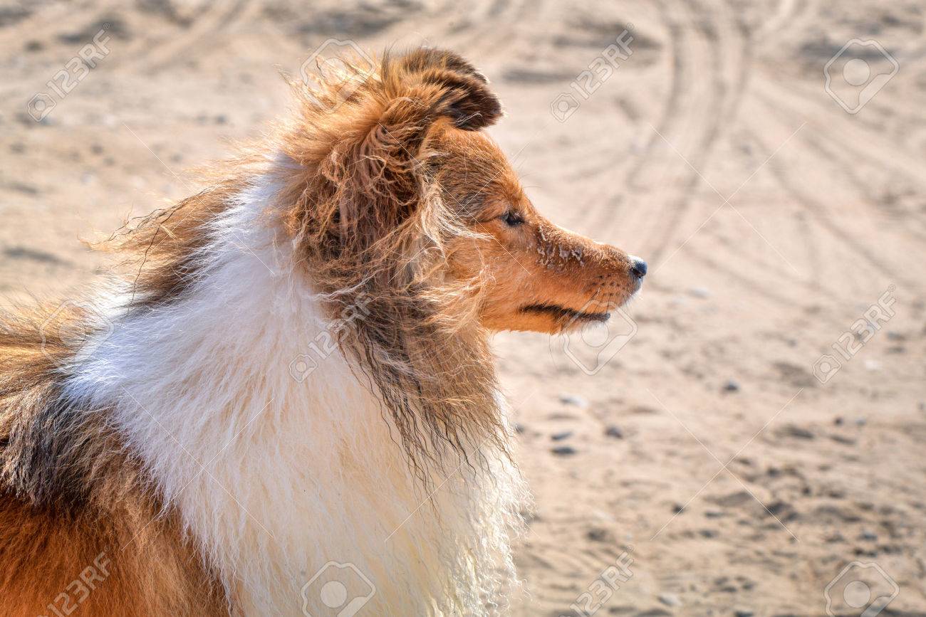 素敵なふわふわ軽い茶色と白小さなシェルティー犬 ビーチに座っているとその所有者を辛抱強く待っています 幸福 愛 コリー シェットランド シープドッグ 子犬 スマートな犬は コマンドに焦点を当ててください の写真素材 画像素材 Image 素敵なふわふわ軽い茶色と白小さなシェルティー犬 ビーチに座っているとその所有者を辛抱強く待っています 幸福 愛 コリー シェットランド シープドッグ 子犬 スマートな犬は コマンドに焦点を当ててください の写真素材 画像素材 Image